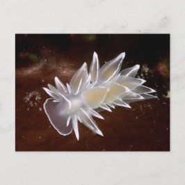 Cartão Postal Alabaster Nudibranch - Cartão-postal