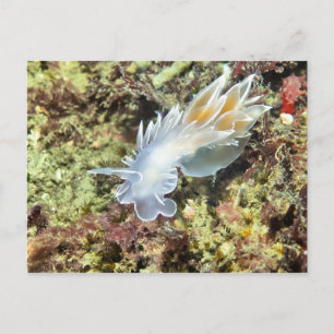 Cartão Postal Alabaster Nudibranch - Cartão-postal