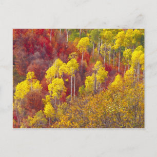 Cartão Postal Álamos coloridos em Logan Canyon Utah em 2