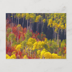 Cartão Postal Álamos coloridos em Logan Canyon Utah no
