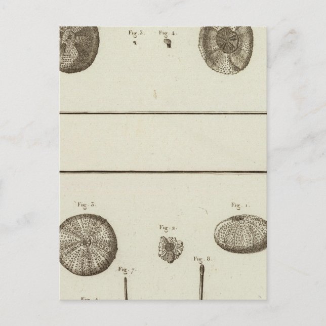 Cartão Postal Alasca (Frente)