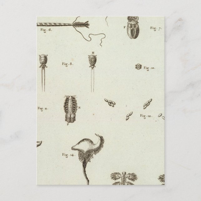 Cartão Postal Alasca 3 (Frente)