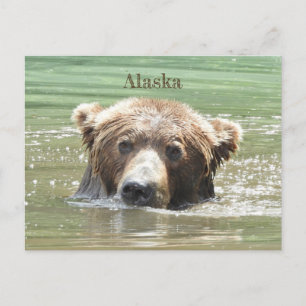 Cartão Postal Alasca Cartaz de Urso Cinzento