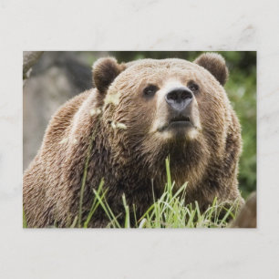 CARTÃO POSTAL ALASKA