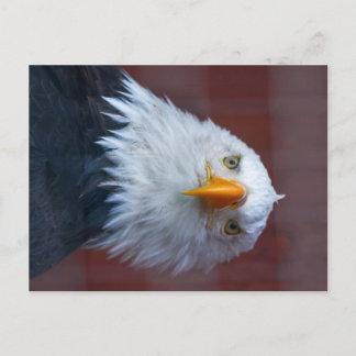 Cartão Postal Alaska Bald Eagle, muito sério