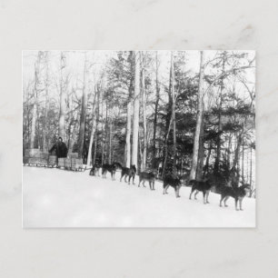 Cartão Postal Alaska Dog Sledim