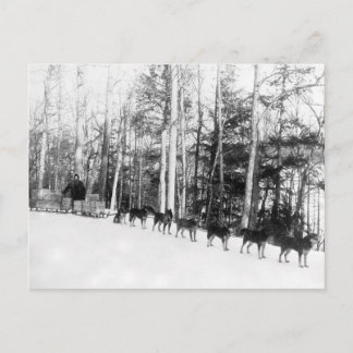 Cartão Postal Alaska Dog Sledim
