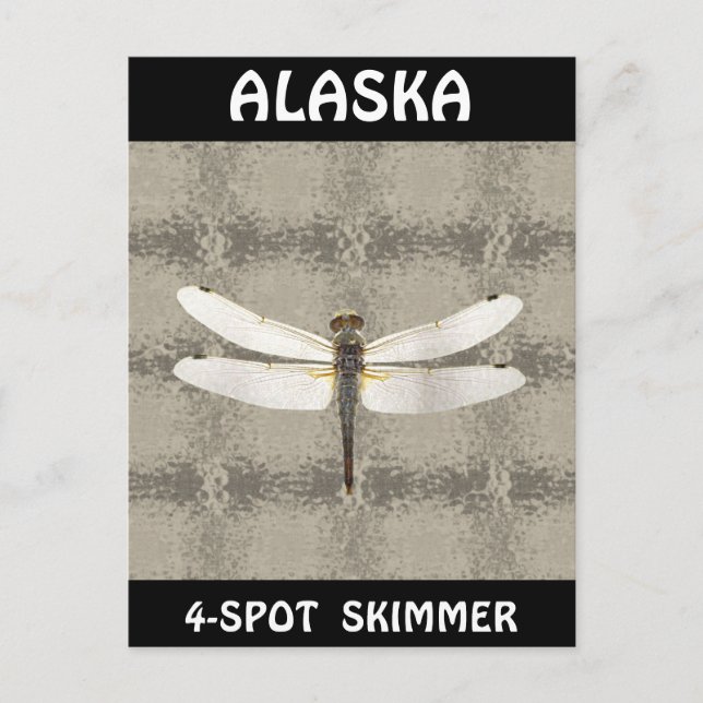 Cartão Postal Alaska Four Spot Skimmer Dragonfly (Frente)