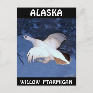 Cartão Postal Alaska Willow Ptarmigan