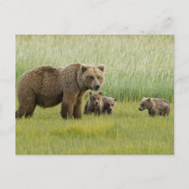 Cartão Postal Alaskan Brown Bear Sow e três Cubs, Ursus (Frente)