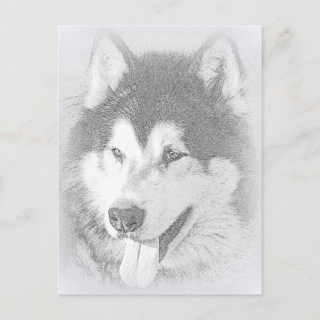 Cartão Postal Alaskan Malamute (Frente)