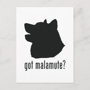 Cartão Postal Alaskan Malamute