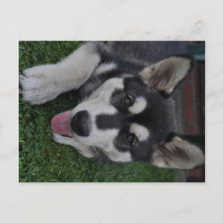 Cartão Postal Alaskan Malamute