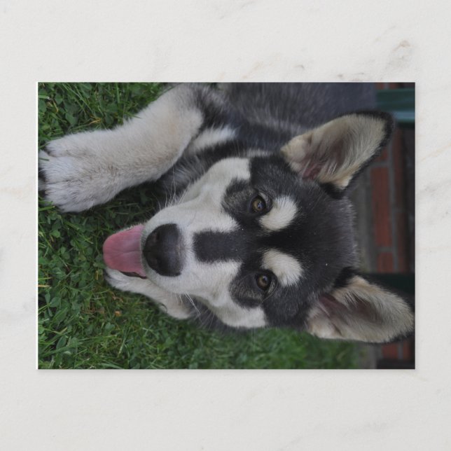 Cartão Postal Alaskan Malamute (Frente)