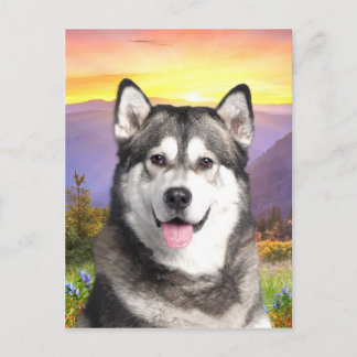 Cartão Postal Alaskan Malamute