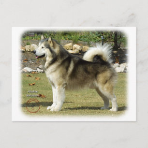 Cartão Postal Alaskan Malamute 9R034D-463