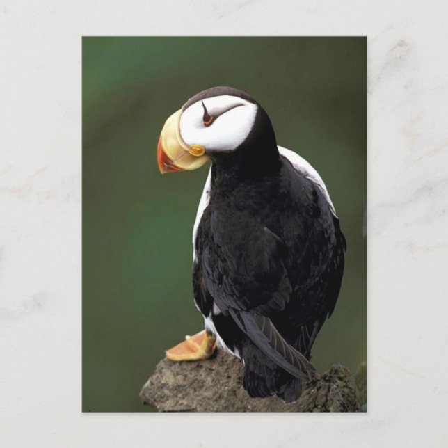 Cartão Postal Alaskan Wildlife (Frente)