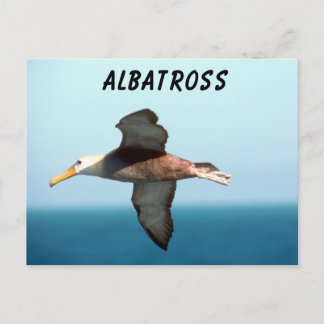 Cartão Postal Albatross Voando