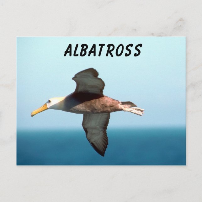 Cartão Postal Albatross Voando (Frente)