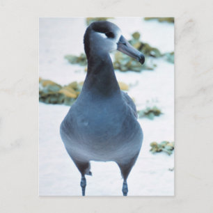 Cartão Postal Albatroz-de-espinho-preto