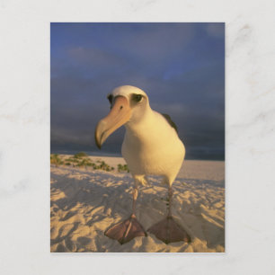 Cartão Postal Albatroz-de-laysan, Diomedea immutabilis),