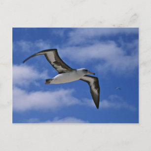 Cartão Postal Albatroz de Laysan voando ao ar