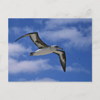 Cartão Postal Albatroz de Laysan voando ao ar