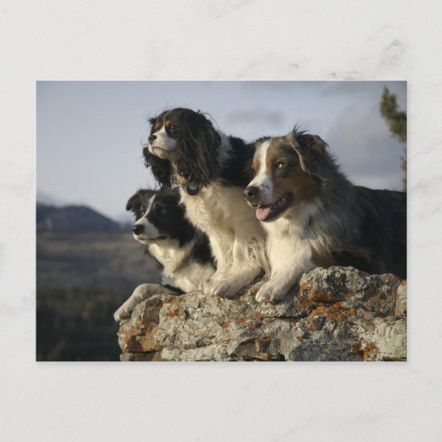 Cartão Postal Alberta, Canadá 2 (Frente)