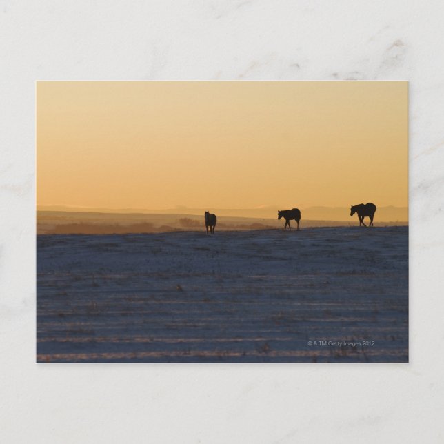 Cartão Postal Alberta, Canadá 3 (Frente)