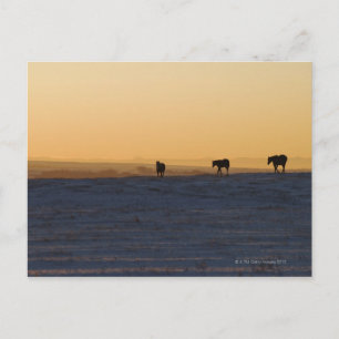 Cartão Postal Alberta, Canadá 3
