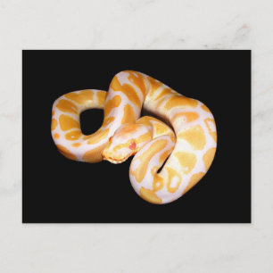Cartão Postal Albino Ball Python