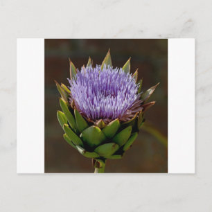 Cartão Postal Alcachofra, Cynara Cardunculus, em flor.