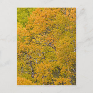 Cartão Postal Alcance Aspen em cores de queda de pico perto do l