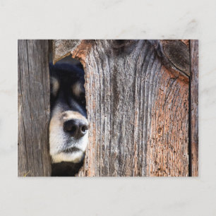 Cartão Postal Alcance Do Nariz Do german shepherd Através Da Cer