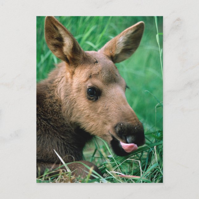 Cartão Postal alce, Alces alces, bezerro deitado na grama, Kenai (Frente)