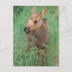 Cartão Postal alce, Alces alces, bezerro recém-nascido em pé