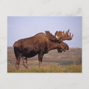 Cartão Postal alce, Alces alces, touro com grandes chifres