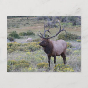 Cartão Postal Alce Americano   Parque Nacional Rocky, Colorado
