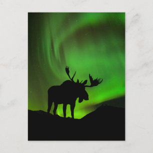 Cartão Postal Alce com Aurora Boreal Verde, Alasca
