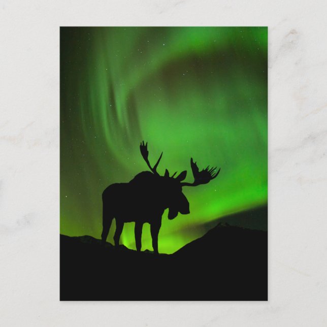 Cartão Postal Alce com Aurora Verde Borealis, Alasca (Frente)