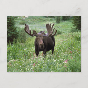 Cartão Postal Alce macho Alces alces) em flores silvestres,