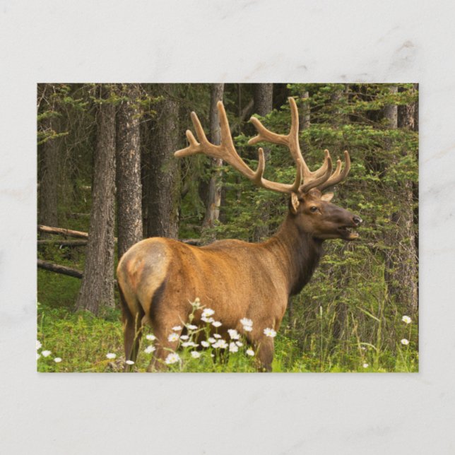 Cartão Postal Alce macho em veludo, Canadá (Frente)