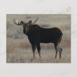 Cartão Postal alce macho M4
