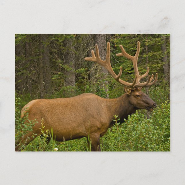 Cartão Postal Alce macho | Parque Nacional Banff, Alberta, Canad (Frente)