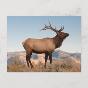 Cartão Postal Alce Macho Perto de Mammoth Wyoming