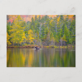 Cartão Postal Alce no lago