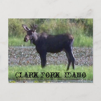 CARTÃO POSTAL ~ "Alce no Prado" - Clark Fork, ID