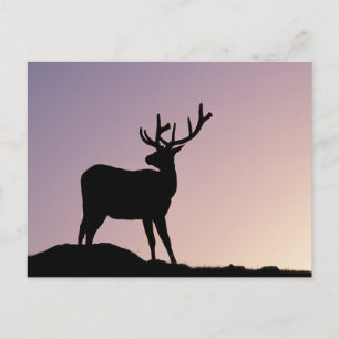 Cartão Postal Alce Parque Nacional das Montanhas Rochosas Colora