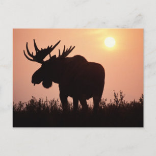 Cartão Postal alces, alces do Alces, touro com grandes antlers,