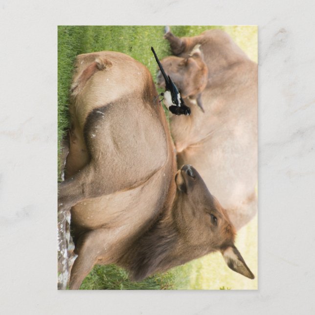 Cartão Postal Alces e pássaro (Frente)